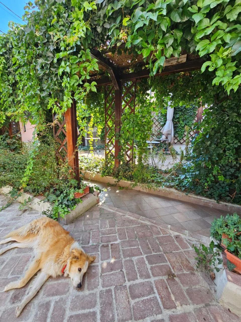 Vila Flavia B&B Constanta Exterior photo